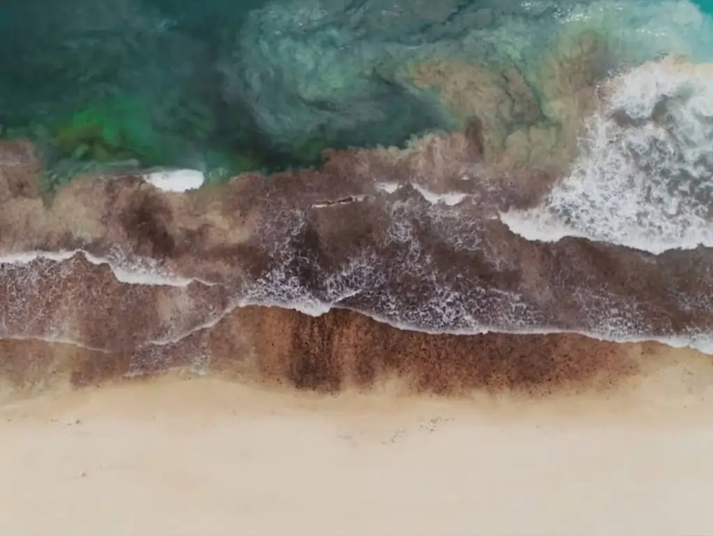 American Express x noma